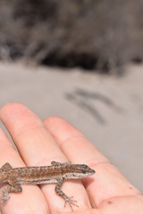 Urosaurus auriculatus