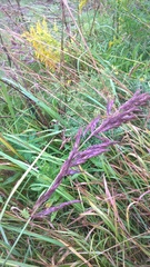 Calamagrostis epigejos
