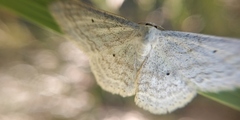 Scopula incanata