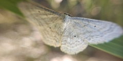 Scopula incanata