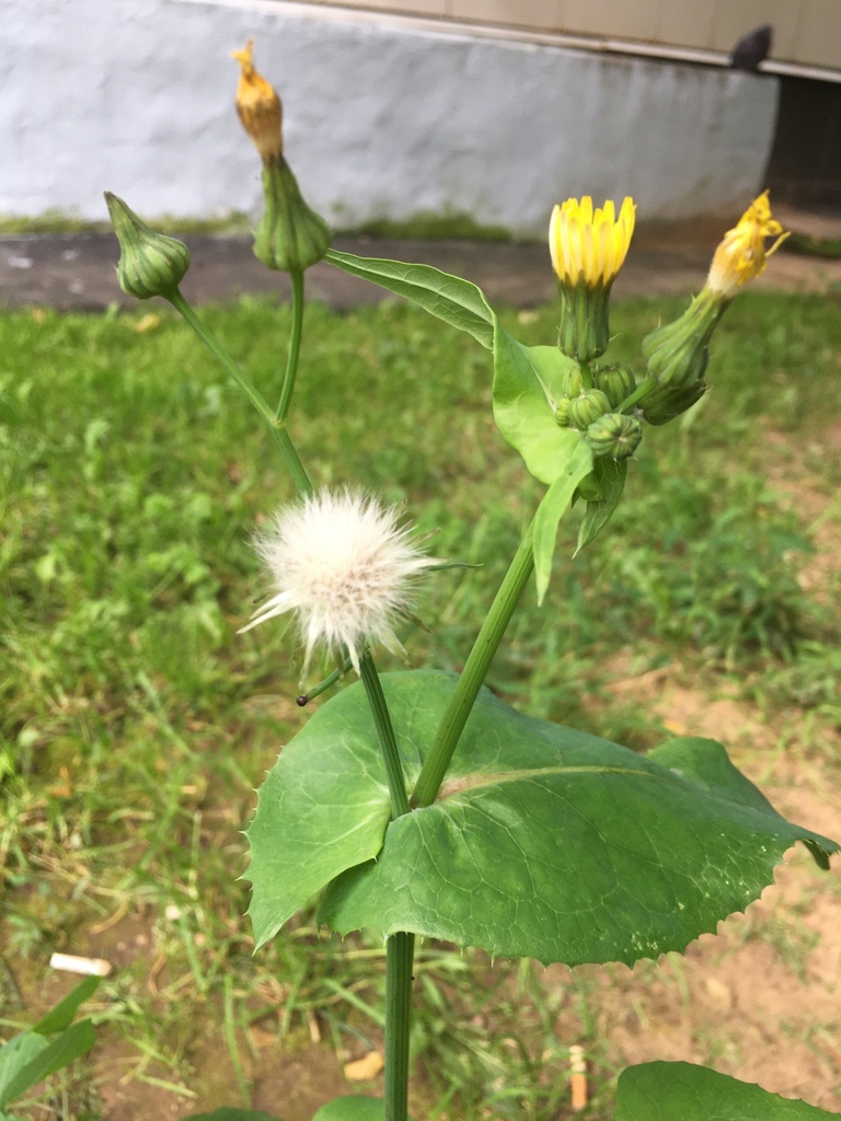 Common Sowthistle (Edible plants of the Midwest ) · iNaturalist