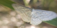 Scopula incanata