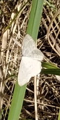 Scopula incanata