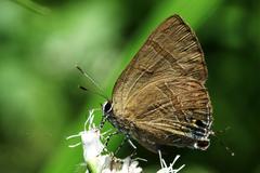 Rapala varuna formosana