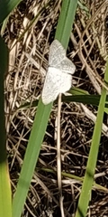 Scopula incanata