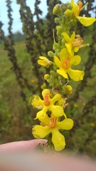 Verbascum lychnitis