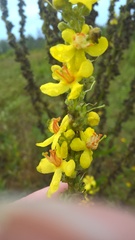 Verbascum lychnitis