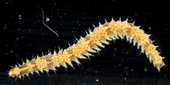 Phyllodocida