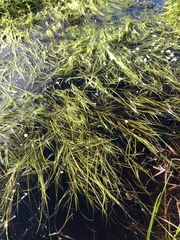 Isolepis rubicunda