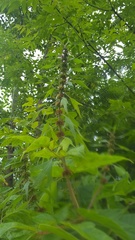 Leonurus quinquelobatus