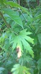 Leonurus quinquelobatus