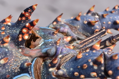 Panulirus inflatus