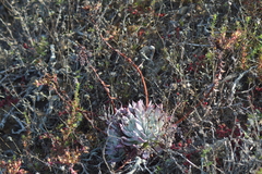 Dudleya candida