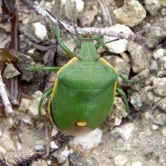 Chlorochroa juniperina