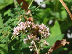 Hesperia comma laurentina