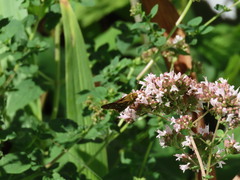 Hesperia comma laurentina