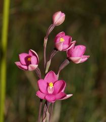 Thelymitra × irregularis