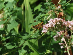 Hesperia comma laurentina