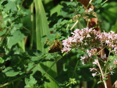 Hesperia comma laurentina