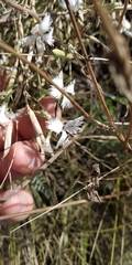 Dianthus acicularis