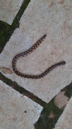 Shevaroy Hills earth snake