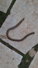 Shevaroy Hilis Earth Snake photo 2