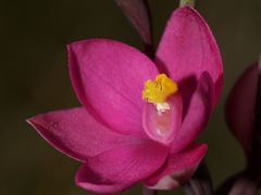 Thelymitra × irregularis