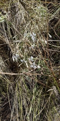 Dianthus acicularis