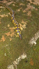 Shevaroy Hilis Earth Snake photo 3