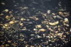 Callinectes sapidus