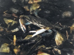 Callinectes sapidus