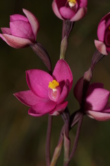 Thelymitra × irregularis