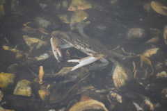 Callinectes sapidus