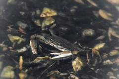 Callinectes sapidus