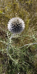 Echinops latifolius