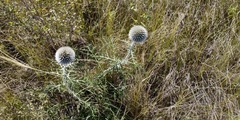 Echinops latifolius
