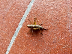 Sepiana sepium