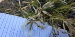 Dianthus acicularis