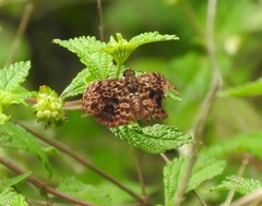 Cycloglypha thrasibulus