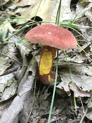 Exsudoporus