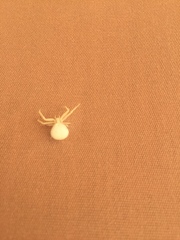 Misumena vatia