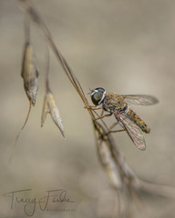 Aphoebantus