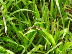 Cycloglypha thrasibulus