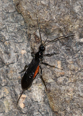 Braconinae