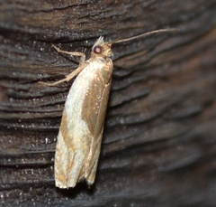 Ancylis semiovana