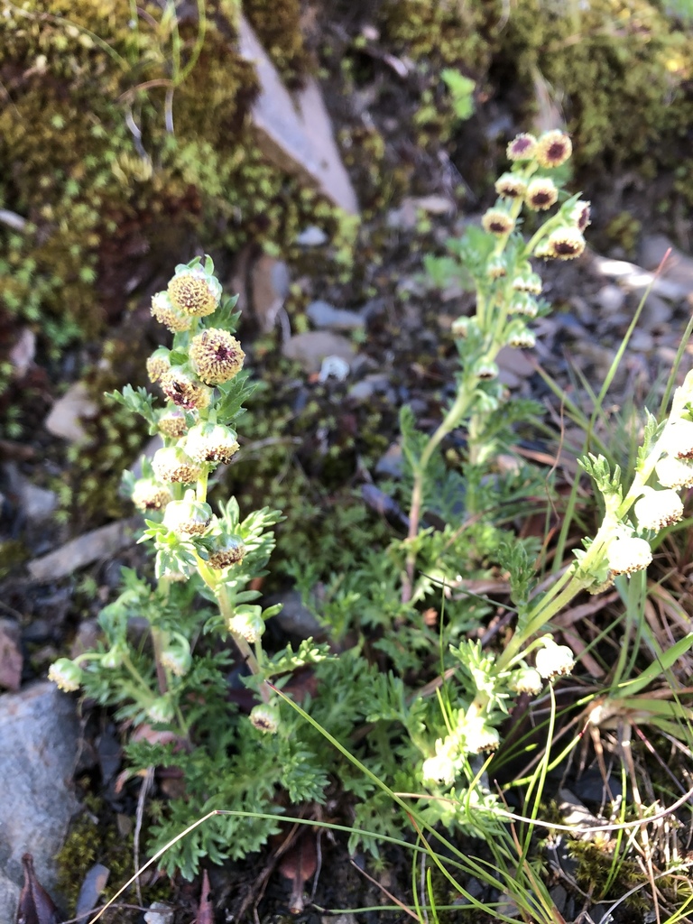 Artemisia tsugitakaensis