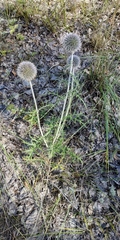 Echinops latifolius