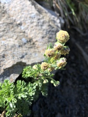 Artemisia tsugitakaensis