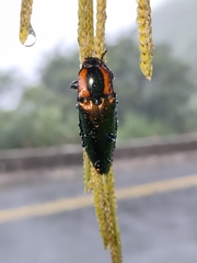 Campsosternus watanabei