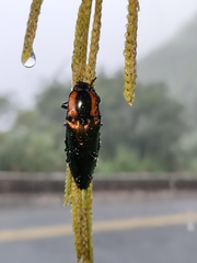 Campsosternus watanabei